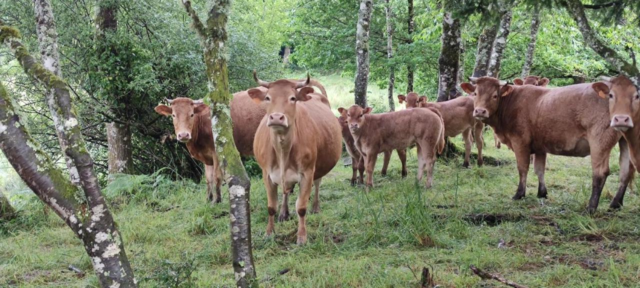 Le Pas Du Loup Villa Royere-de-Vassiviere Dış mekan fotoğraf